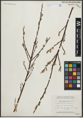 Foto von Salix arbusculoides Andersson